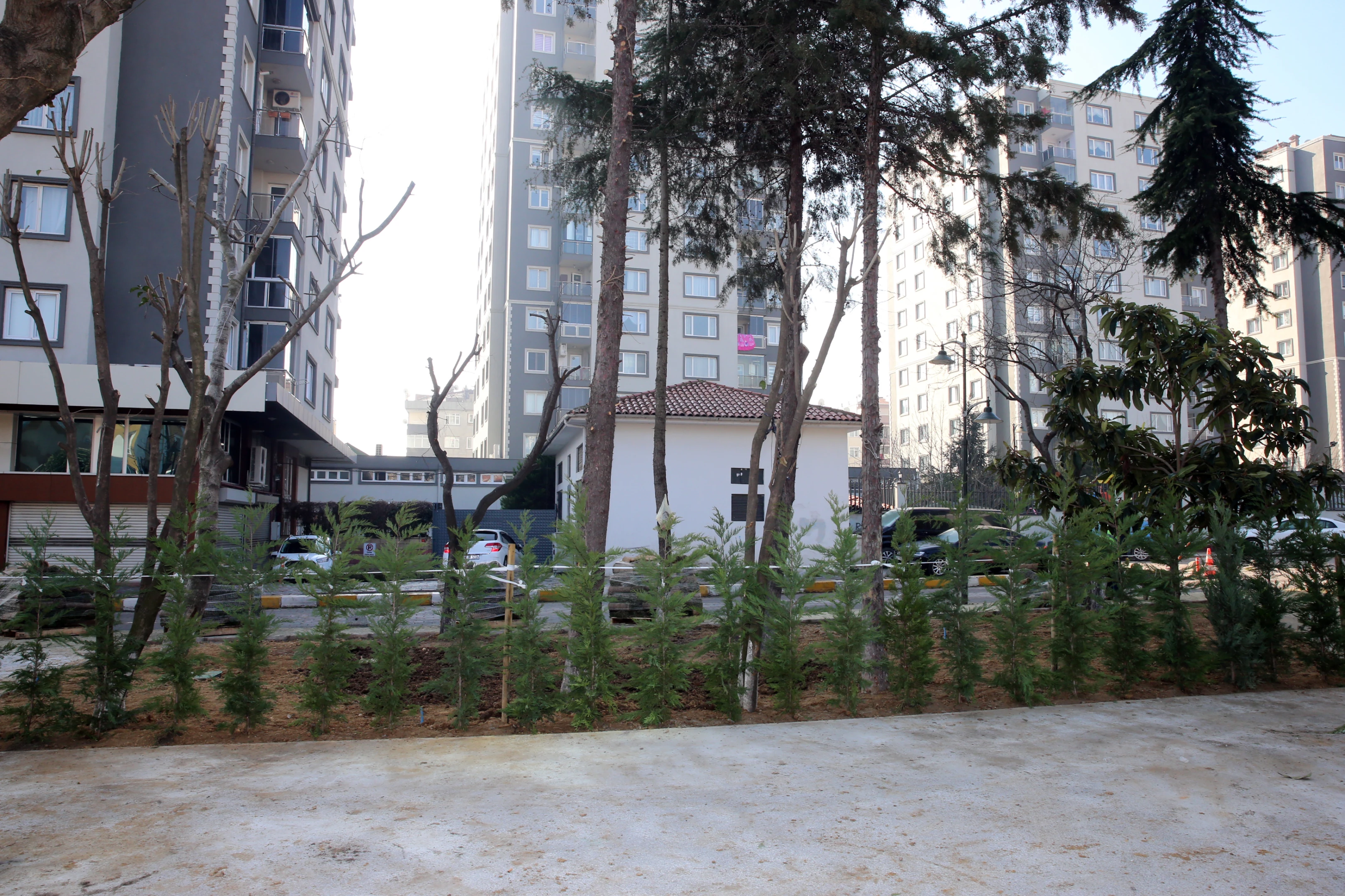 Ağaçlandırma ve Çevre Bakımı